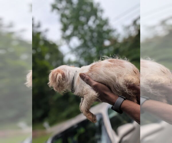 Medium Photo #5 Biewer Yorkie Puppy For Sale in WADESBORO, NC, USA
