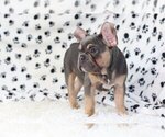 Small Photo #1 French Bulldog Puppy For Sale in RYE, NY, USA