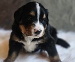 Small #2 Bernese Mountain Dog