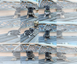 French Bulldog Puppy for sale in DUARTE, CA, USA