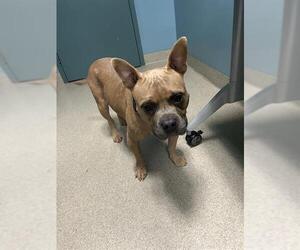 American Pit Bull Terrier-Unknown Mix Dogs for adoption in Newton, NC, USA