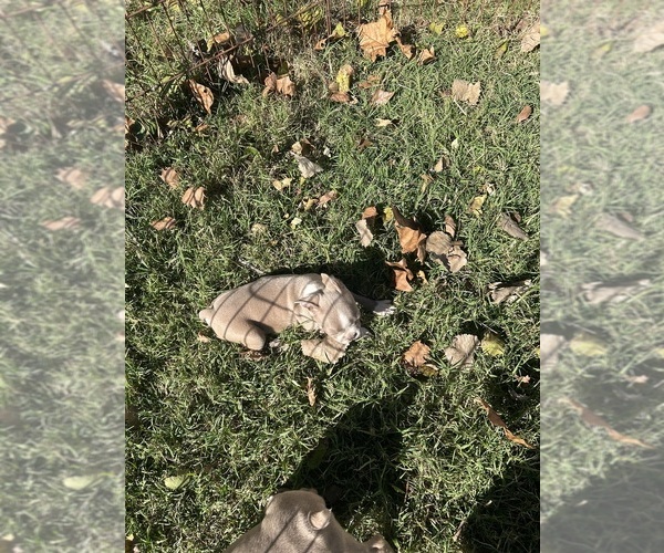 Medium Photo #7 Boston Terrier Puppy For Sale in ATWOOD, OK, USA