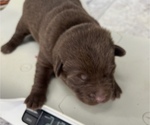 Puppy Puppy 1 Labrador Retriever