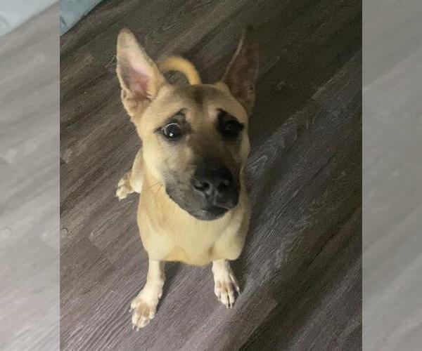 Medium Photo #3 German Shepherd Dog-Unknown Mix Puppy For Sale in San Antonio, TX, USA