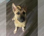 Small #2 German Shepherd Dog Mix