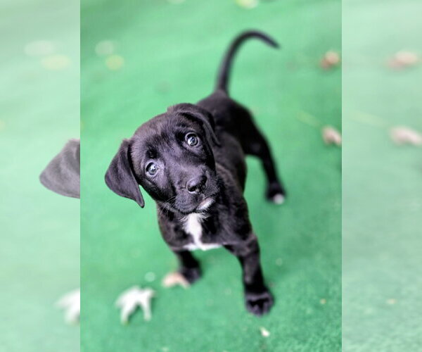 Medium Photo #1 Mutt Puppy For Sale in Clarkston, MI, USA