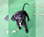 Avery - Female Mutt Dog for Adoption - Small photo