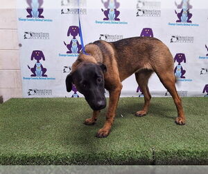 Rottweiler-Unknown Mix Dogs for adoption in Orlando, FL, USA