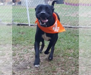 Bullmasador Dogs for adoption in Orangeburg, SC, USA