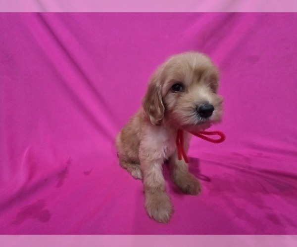 Medium Photo #2 Goldendoodle Puppy For Sale in DUBLIN, TX, USA