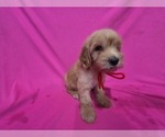 Small #1 Goldendoodle