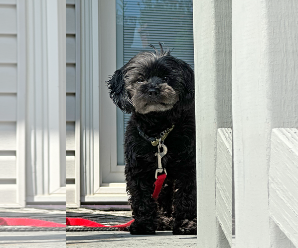 Medium Photo #11 Maltese-Poodle (Toy) Mix Puppy For Sale in Gretna, NE, USA
