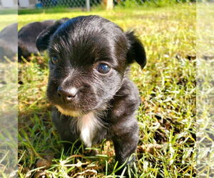 Papillon-Unknown Mix Dogs for adoption in Vail, AZ, USA