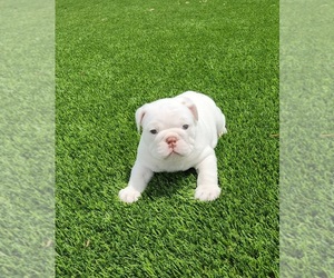 Bulldog Puppy for Sale in PERRIS, California USA