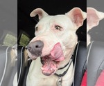Small #3 Bull Terrier Mix