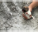 Small #3 Pomeranian