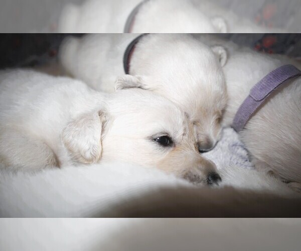 Medium Photo #2 English Cream Golden Retriever Puppy For Sale in LANCASTER, WI, USA
