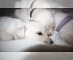 Small #1 English Cream Golden Retriever