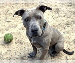 American Pit Bull Terrier-Unknown Mix Dogs for adoption in Millersville, MD, USA
