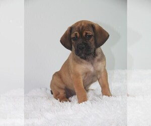 Puggle Puppy for sale in PINE GROVE, PA, USA