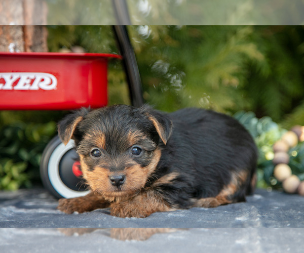 Medium Photo #8 Yorkshire Terrier Puppy For Sale in KIRKWOOD, PA, USA