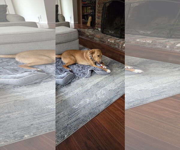 Medium Photo #7 Labrador Retriever-Rhodesian Ridgeback Mix Puppy For Sale in Rockaway, NJ, USA