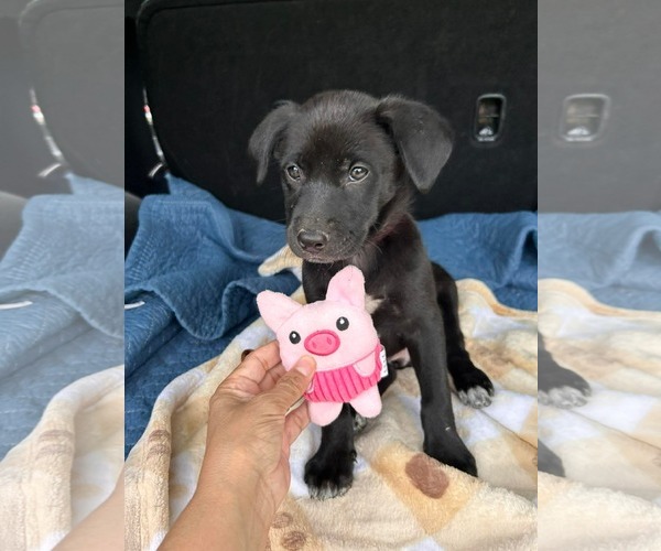 Medium Photo #4 Labrador Retriever-Unknown Mix Puppy For Sale in Fort Worth, TX, USA