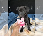 Small #3 Labrador Retriever Mix