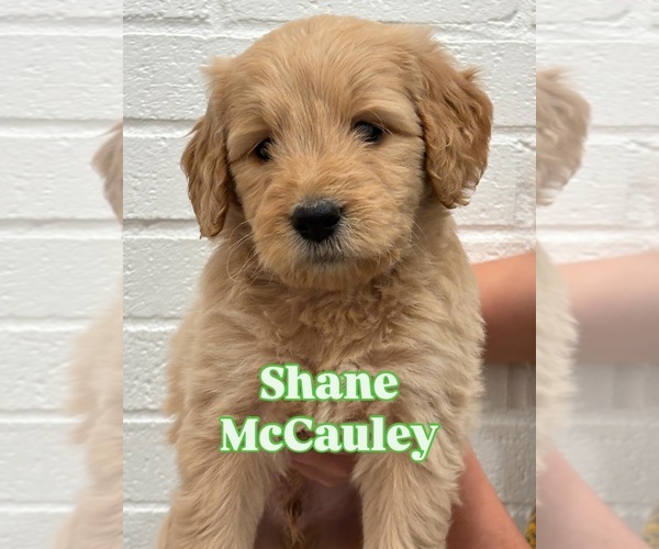 Medium Photo #1 Goldendoodle Puppy For Sale in STEVENS, PA, USA