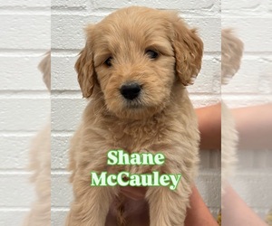 Goldendoodle Puppy for sale in STEVENS, PA, USA