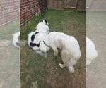 Small #4 Great Pyrenees Mix