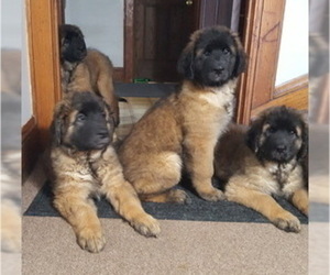 Leonberger Puppy for sale in MILWAUKEE, WI, USA