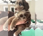 Small Photo #31 Aussiedoodle Puppy For Sale in LONGWOOD, FL, USA