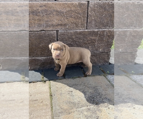 Medium Photo #5 American Bully Puppy For Sale in HILTON, NY, USA