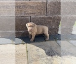 Small Photo #5 American Bully Puppy For Sale in HILTON, NY, USA