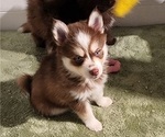 Small Photo #20 Pomsky Puppy For Sale in RAMONA, CA, USA