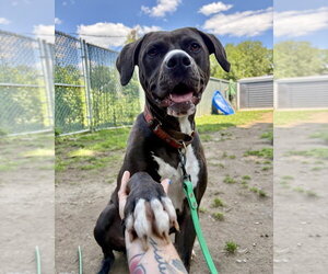 AC - Kai - Male American Pit Bull Terrier-American Staffordshire Terrier Mix Dog for Adoption - Photo #3