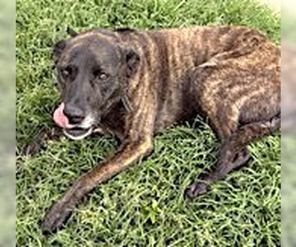 Medium Photo #2 Boxer-Plott Hound Mix Puppy For Sale in Mount Airy, NC, USA