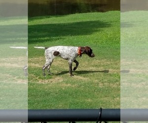 Father of the German Shorthaired Pointer puppies born on 09/15/2022