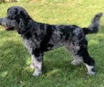 Small Photo #1 Bernedoodle Puppy For Sale in PERRYSVILLE, OH, USA
