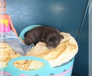 ShihPoo Puppy for sale in LE MARS, IA, USA