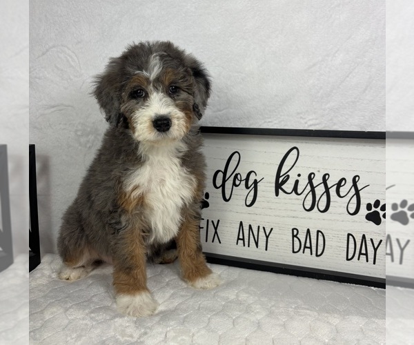 Medium Photo #2 Bernedoodle (Miniature) Puppy For Sale in GREENFIELD, IN, USA