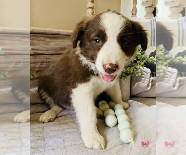 Medium Photo #7 Border Collie Puppy For Sale in RIPON, CA, USA