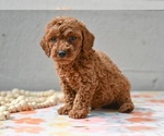 Small #4 Poodle (Miniature)