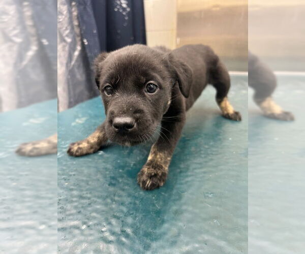 Medium Photo #1 Siberian Husky-Unknown Mix Puppy For Sale in Mobile, AL, USA