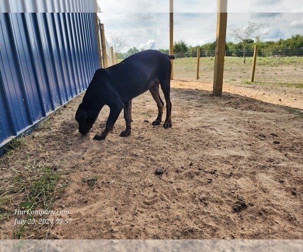 Medium Photo #2 Catahoula Leopard Dog Puppy For Sale in CUMBY, TX, USA