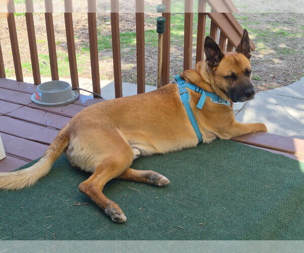 Medium Photo #15 German Shepherd Dog Puppy For Sale in Minneapolis, MN, USA