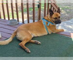 Small Photo #15 German Shepherd Dog Puppy For Sale in Minneapolis, MN, USA
