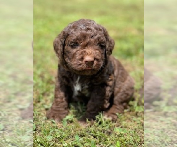 Medium Photo #1 Lagotto Romagnolo Puppy For Sale in MUSCLE SHOALS, AL, USA