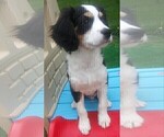 Small Photo #86 Australian Shepherd-Cavalier King Charles Spaniel Mix Puppy For Sale in HOWLAND, OH, USA